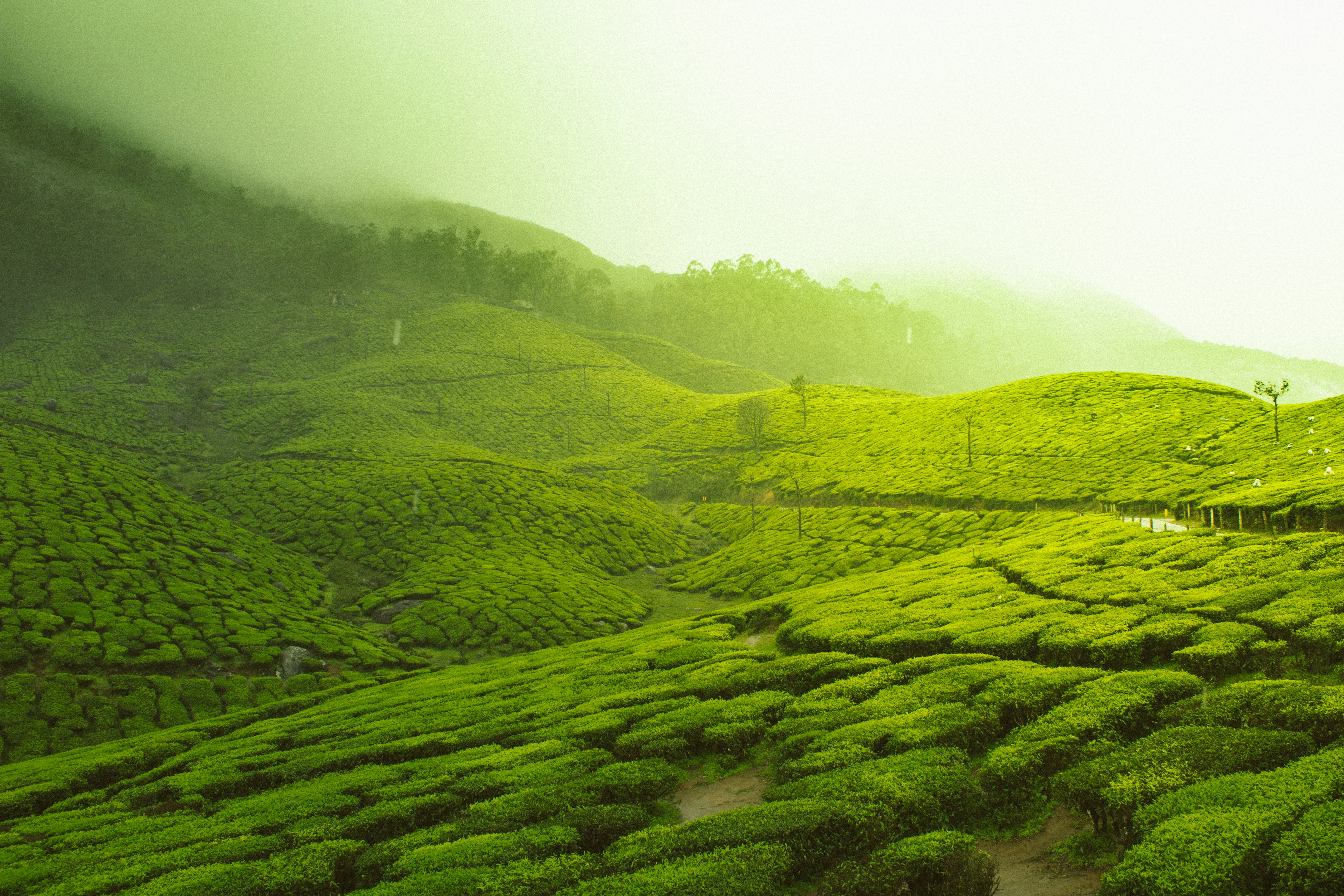 Join The Essential Ceylon Freshness